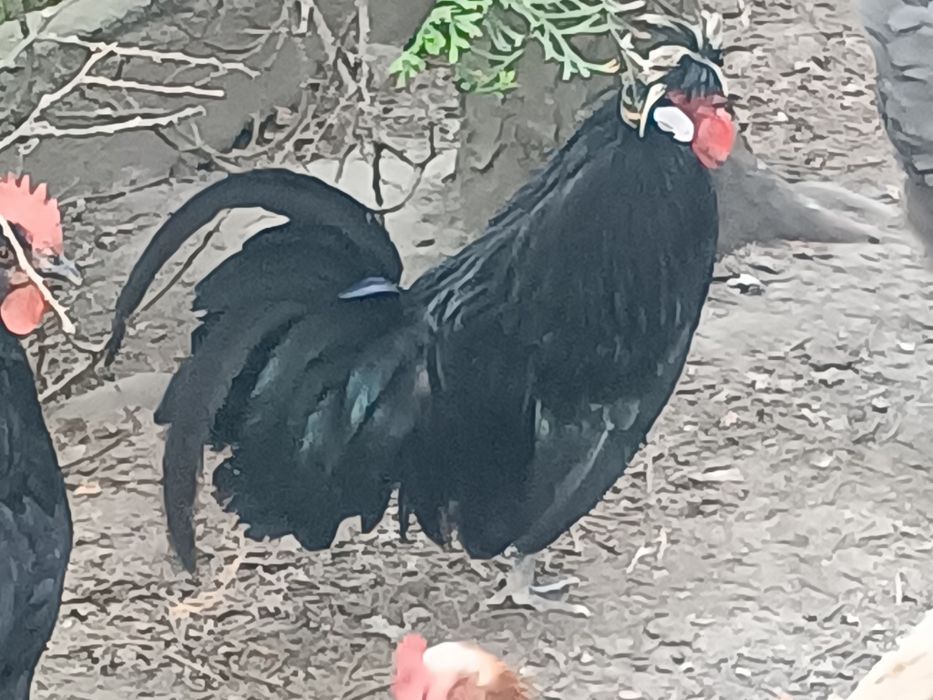 Parka  kurek ozdobnych Czubatek