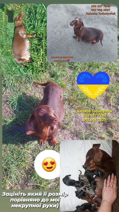 Кролячі таксята бронь (також є старші для продажу уже)