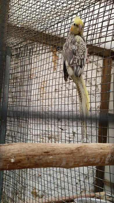 Para cedência Kakarikis e Caturras