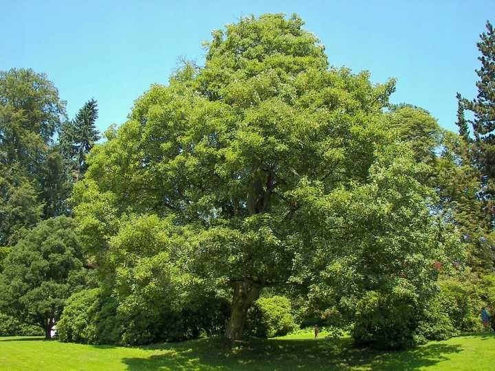 P9 Klon jawor Acer pseudoplatanus