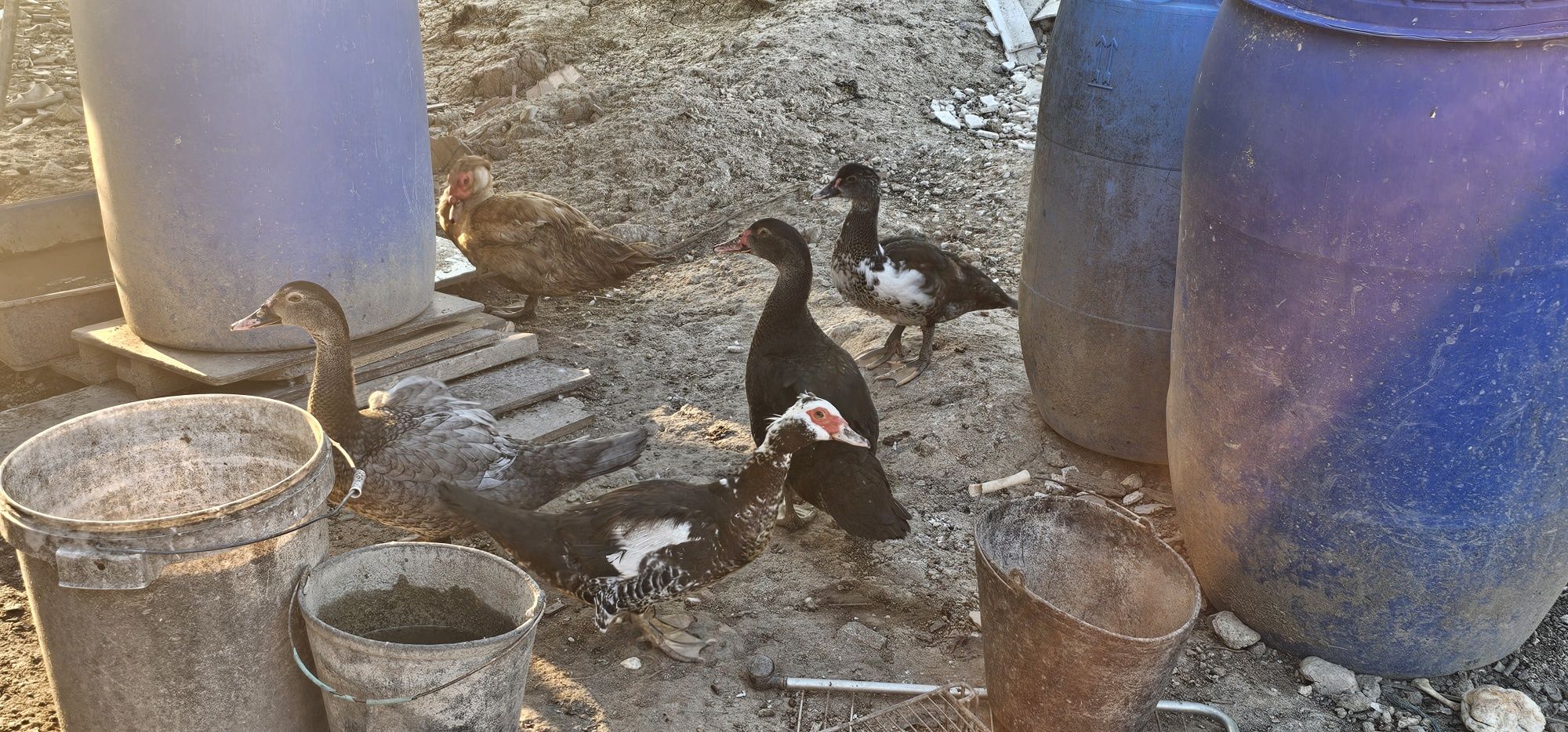 Patos Mudos Adultos