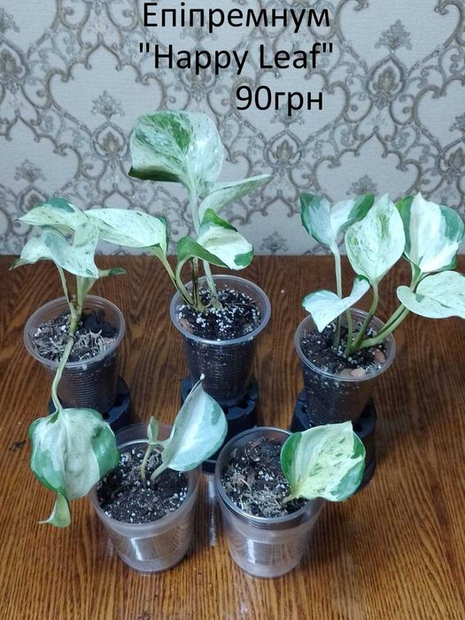 Сциндапсуси, єпіпремнуми.