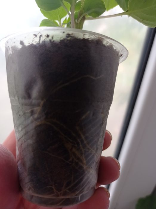 Бальзамин красавчик