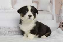 Welsh Corgi Cardigan - sunia