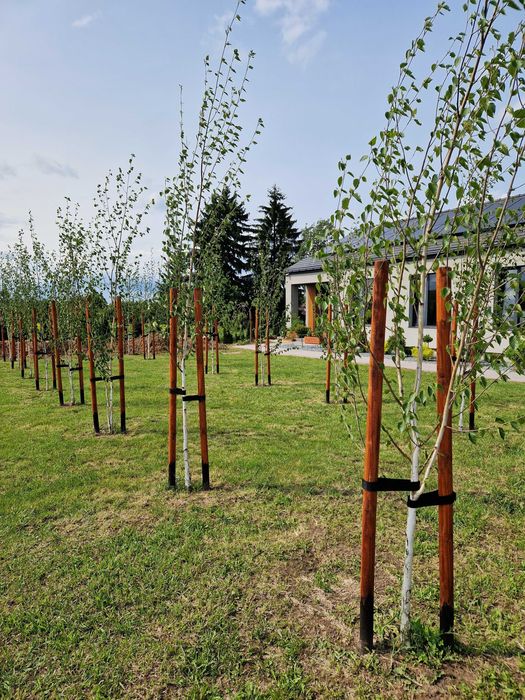 Paliki do drzewek 6x250 oraz 6x140cm (strugane i frezowane)