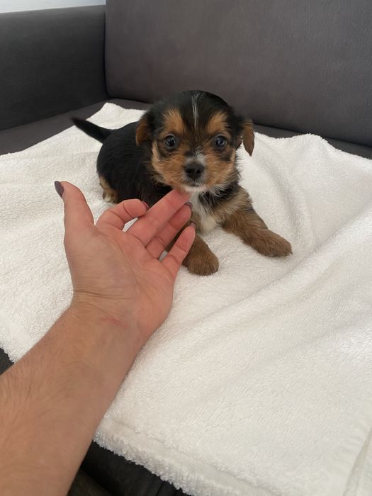 Yorkshire terrier menina X