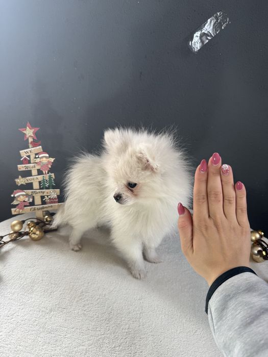 Spitz alemão Fofinha e Branquinha como a Neve