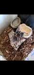 Ogromny  Ptasznik olbrzymi (Lasiodora parahybana)+terrarium Rept Plane