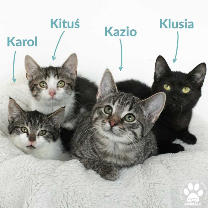 Cztery kociaki szukają domów! Karol, Kiciuś, Kazio, Klusia do adopcji