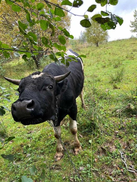 Продається молодий бик