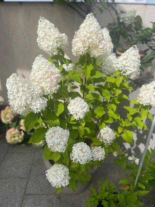 Гортензія, Хоста, водні рослини Німфея Ейхорнія Пікстія Талія Рогіз