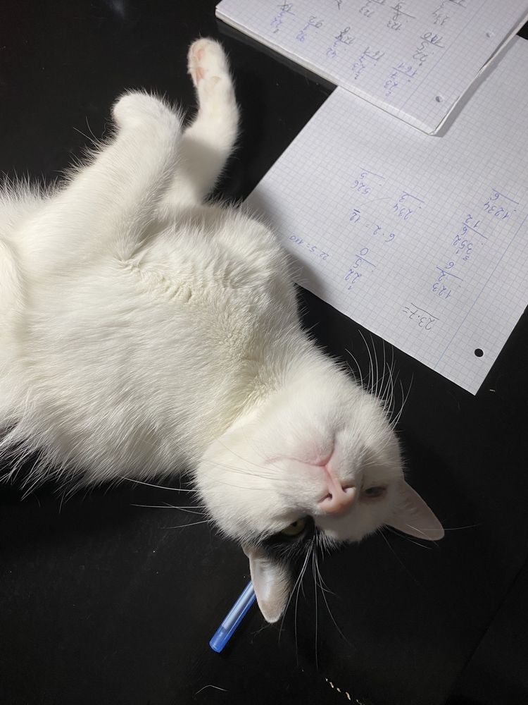 Matematyka z kotem! popowice