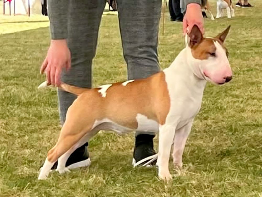 Bulterier Miniaturowy  Miniatur Bullterrier