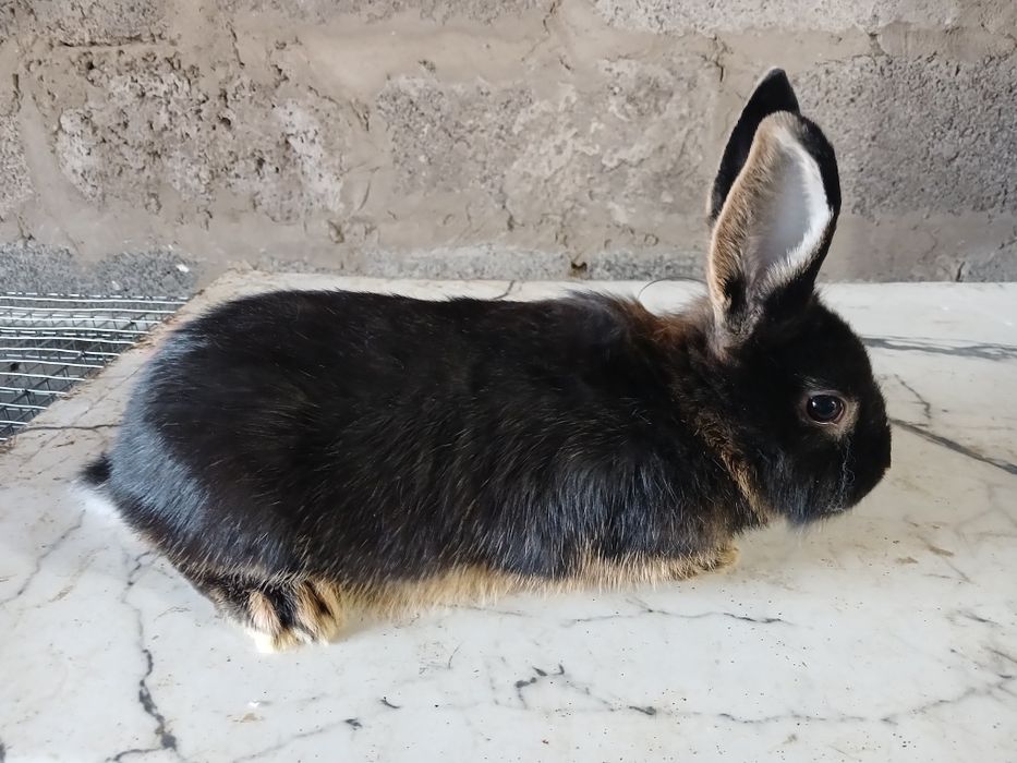 Кролики декоративные домашние