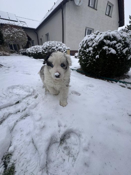 Piesek Border Collie