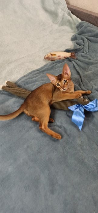 Абиссинские котята от питомника BURLESK UA