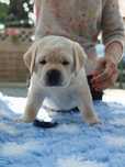 Labrador Retriever Piesek Związek Kynologiczny w