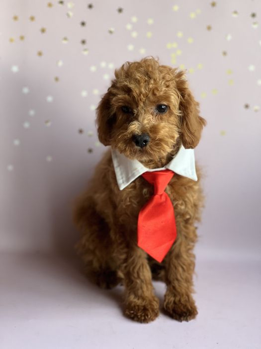 Мальтипу ф2 яркий мальчик