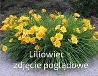 Liliowiec Stella, Słoneczniczek, Marcinek, Mięta