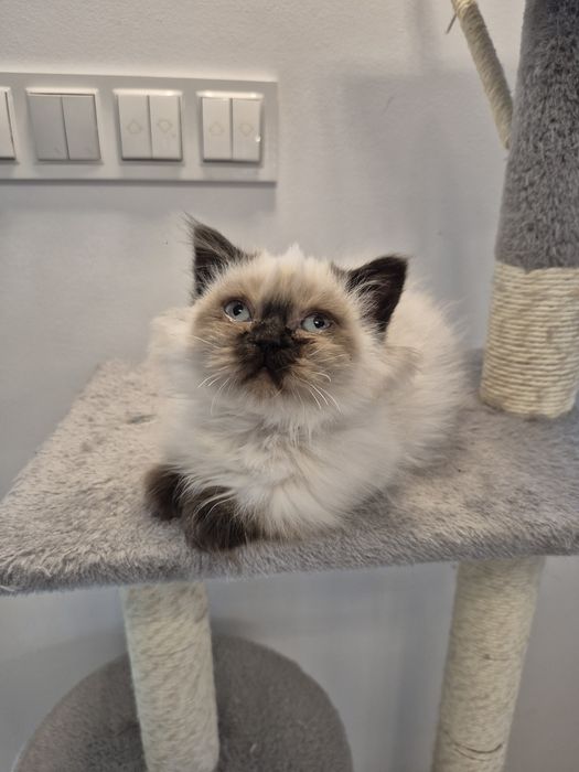 Kot brytyjski FPL point czekoladowy dlugowlosy