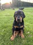 oddam dobermany mlode