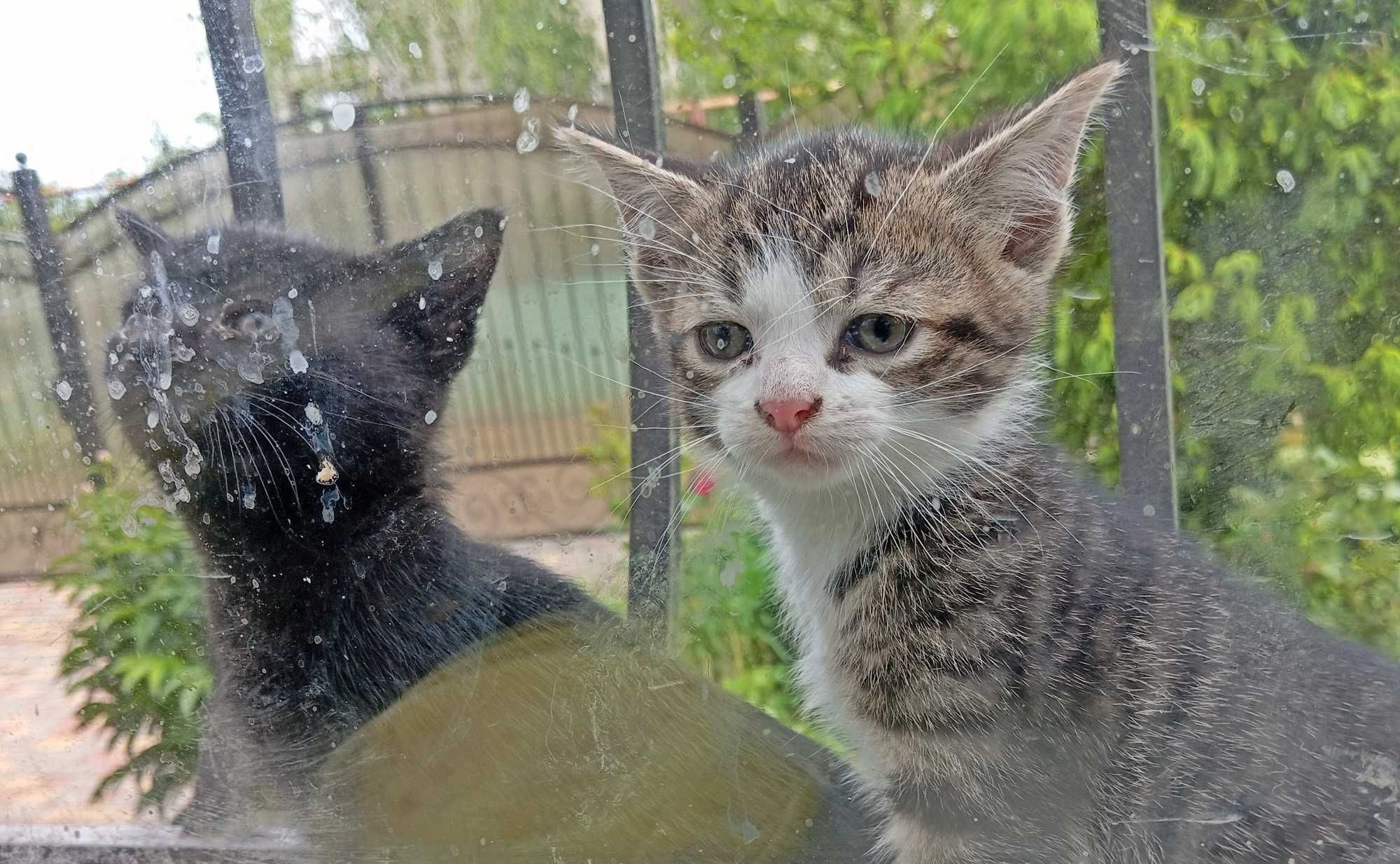 Котенок , кот, кошка