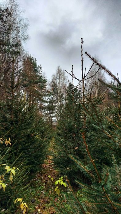 Żywe choinki na święta