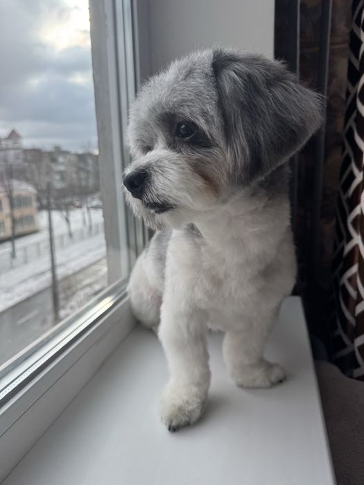 Стрижка собак Стрижка котів Ультразвукова чистка Послуги грумера