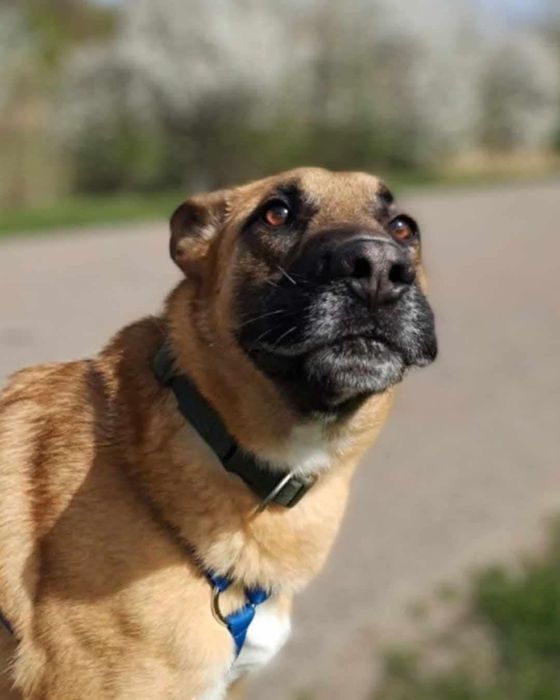 Jurand poleca się do adopcji!