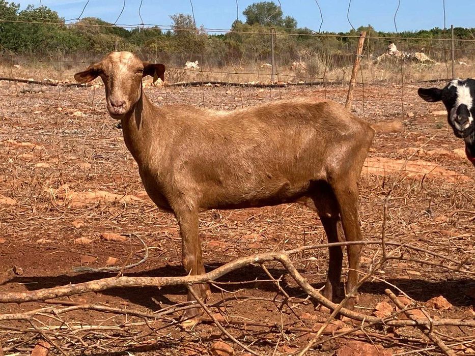Cabras Prenhas e Mansas