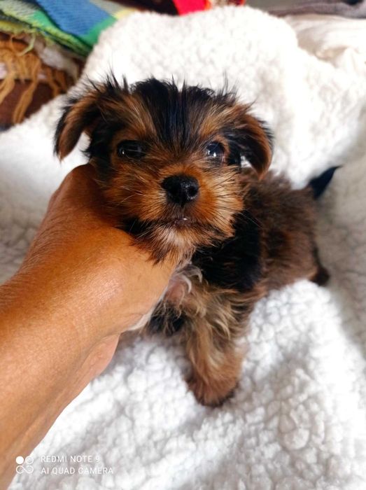 Menina Yorkshire Chocolate Mini de Qualidade