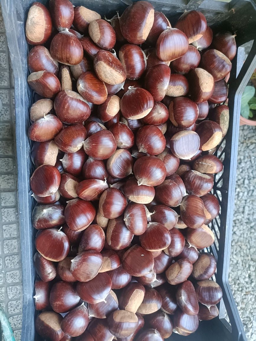 Vendo Castanhas nacionais