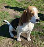 Suczka beagle...