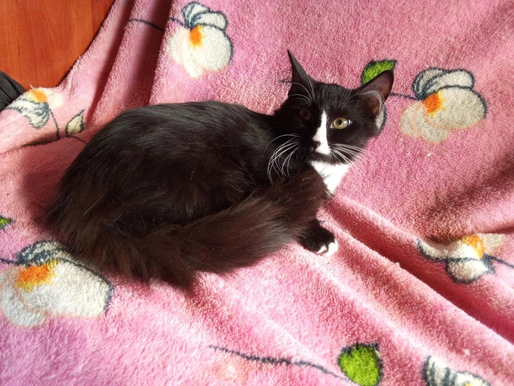 Pilne! Adopcja kotków z Charkowa