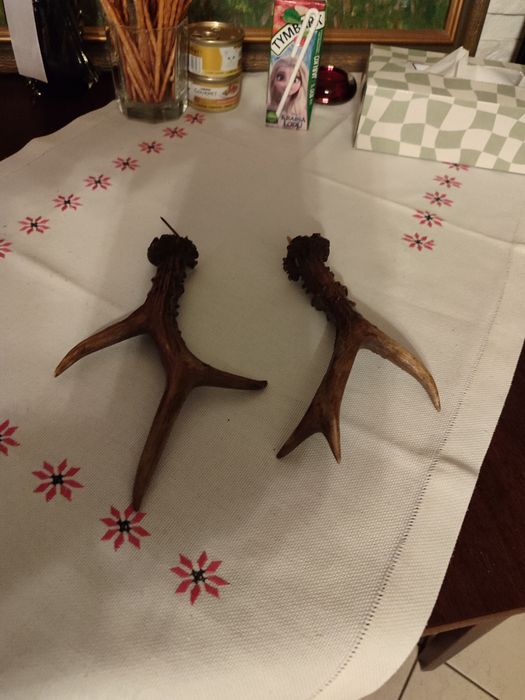 Rogi małe koziołka