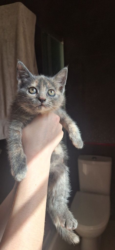 Віддам кошеня безкоштовно
