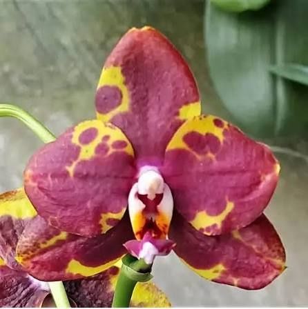 Орхідея фаленопсис Rock n Roll уцінка