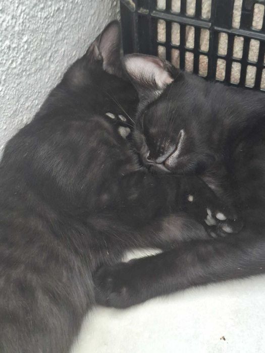 Gatos machos para adoção conjunta responsável