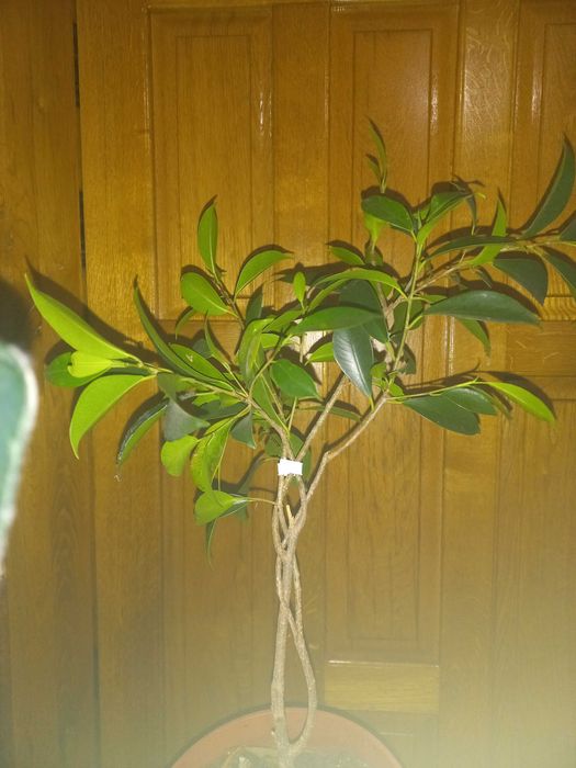 Фікус мокламе драцена різдвяник шлюмбергера