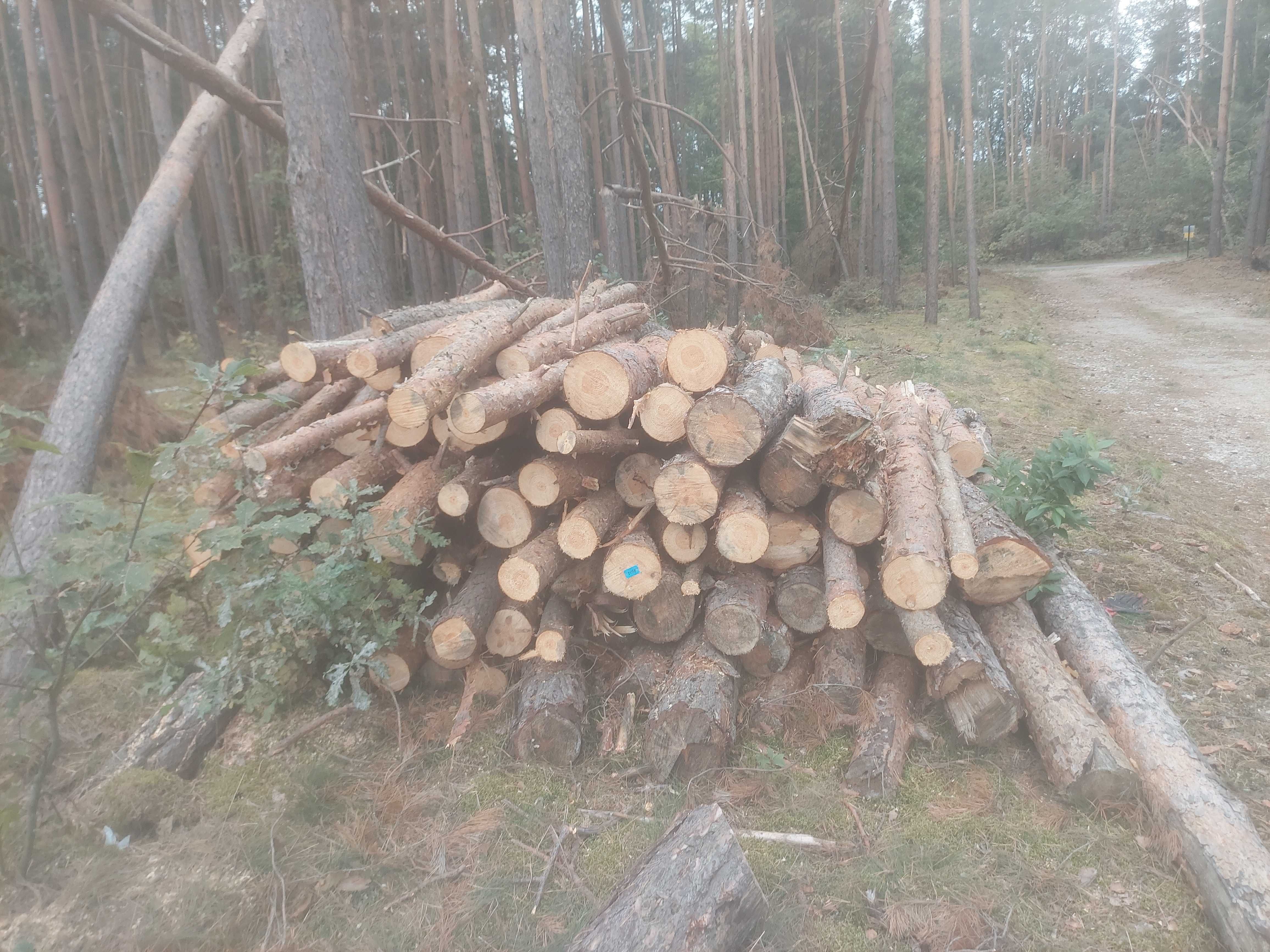 Drzewo opałowe sosnowe w wałkach