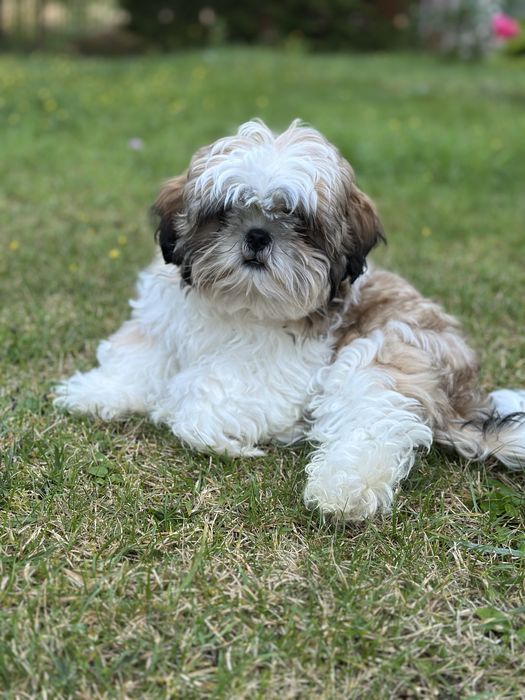 Szczeniak Shih tzu z rodowodem -ZAREZERWOWANY