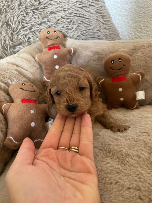 Pudel Miniatura Suczka