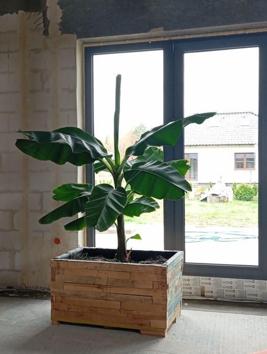 Bananowiec +Szczepka