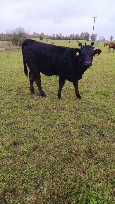 Sprzedam odsadki 16 szt