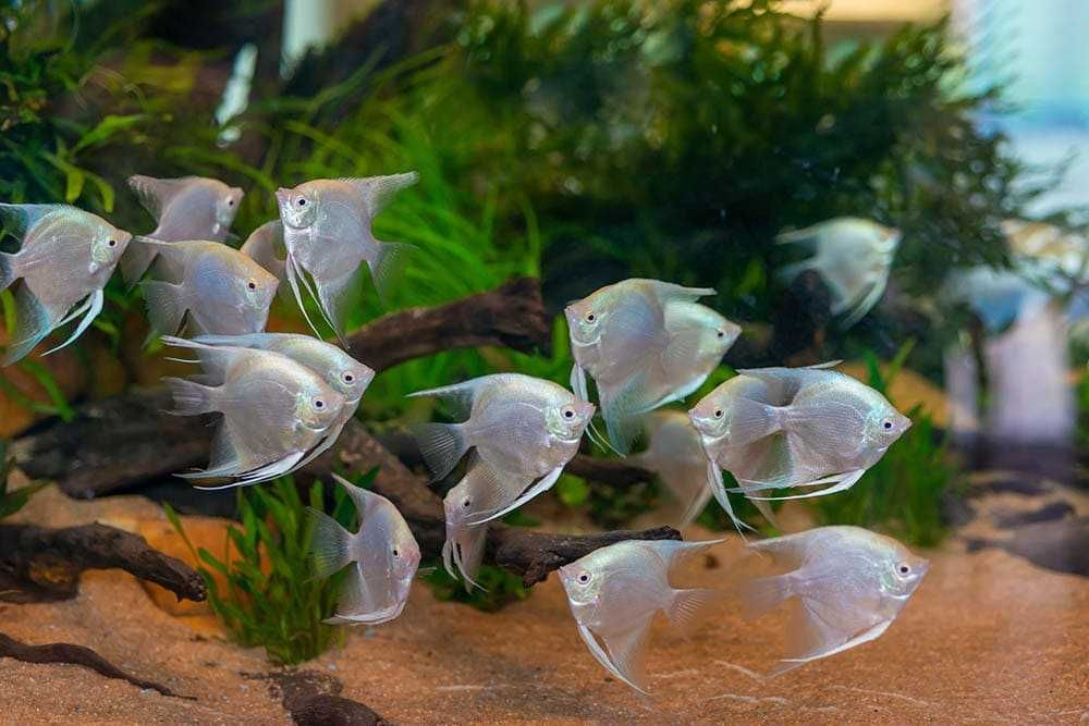 Żaglowiec skalar odmiana PLATYNOWA - PLATYNOWY - Pterophyllum - dowóz