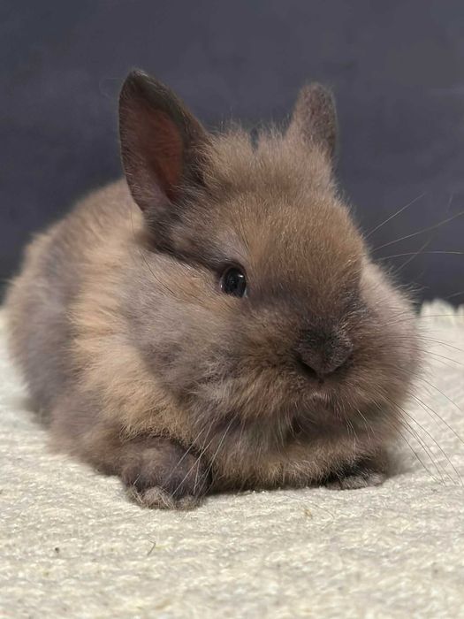 królik miniaturka