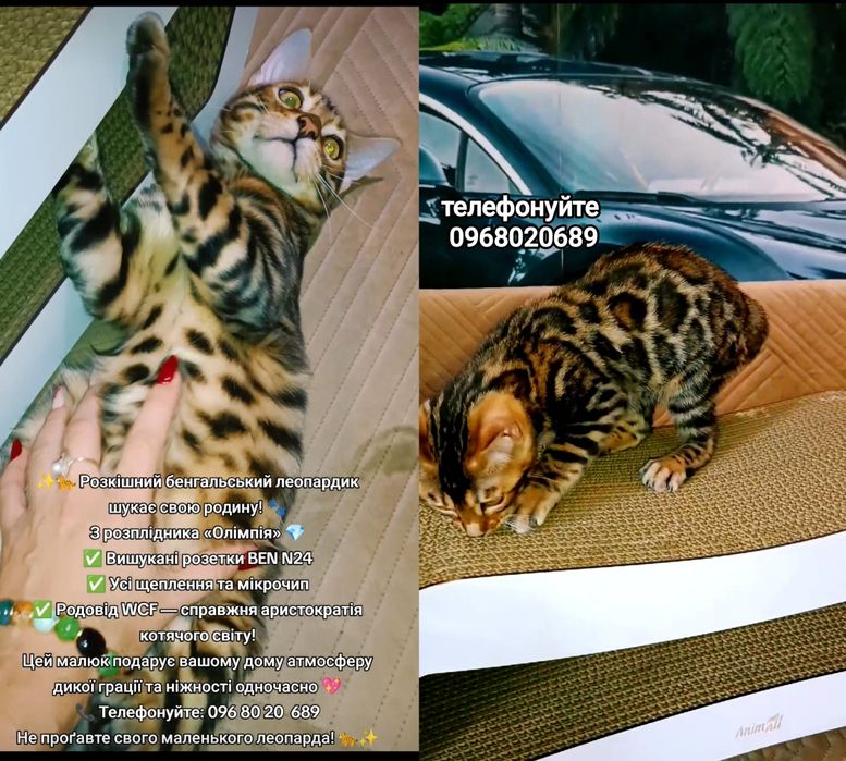 Бенгальські леопардики шукають свою родину