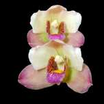 Orquídea Bifrenariia
