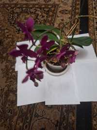 Орхідея бордово-фіолетова квітуча