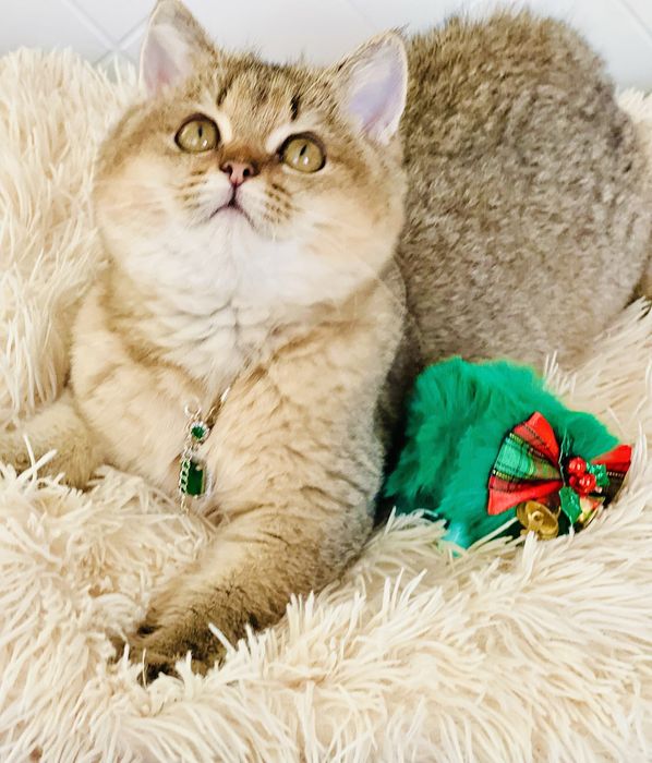 Британська золота шиншилла